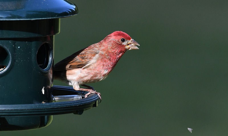 House Finch seen on hanging seed feeder with seed in bill