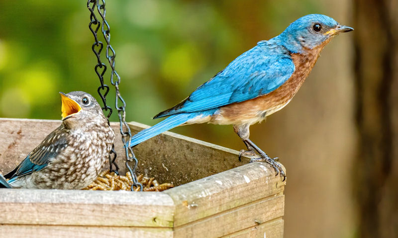 Bluebird perched on mealworm-filled wooden bird feeder tray, feeding young