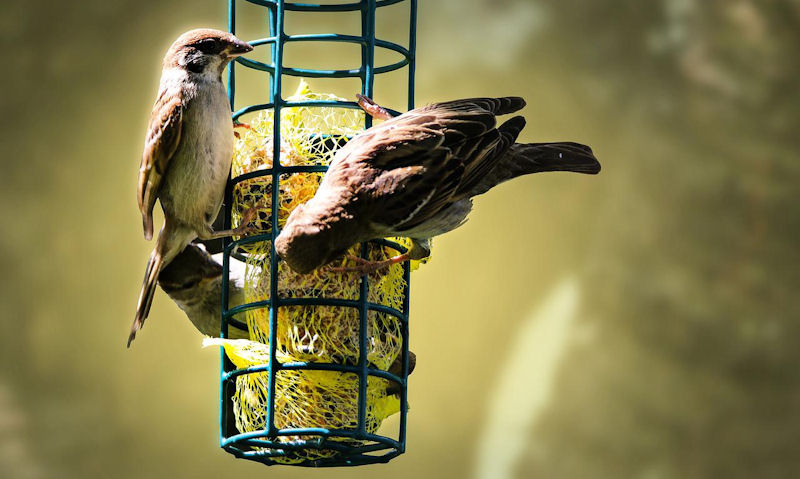 House Sparrows perch on netted fat balls stored away in feeder