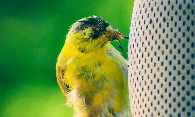 American Goldfinch feeding off white fabric hanging finch sock