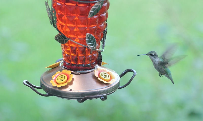 Hummer approaching decorative metal hanging hummingbird feeder