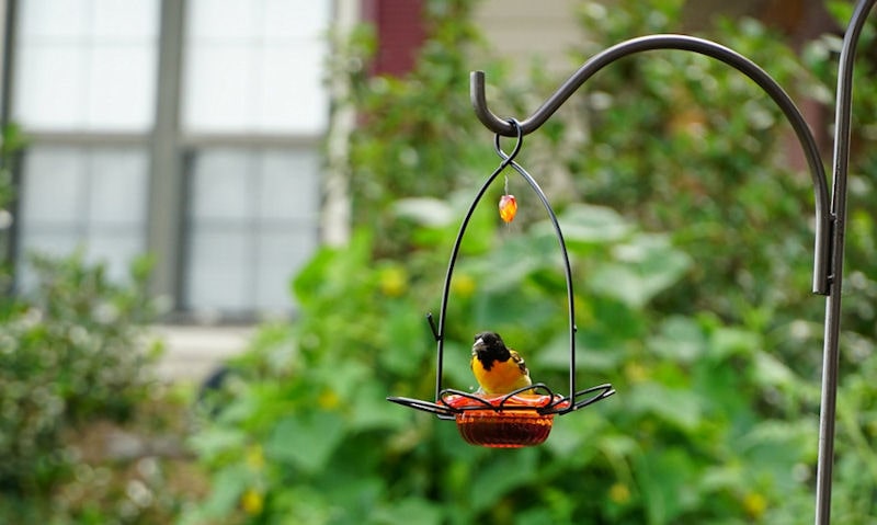 Solitary Baltimore Oriole perched on orange nectar-filled feeder, hung off pole