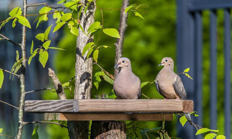 Mourning Doves share open platform bird feeder on top of tree stump