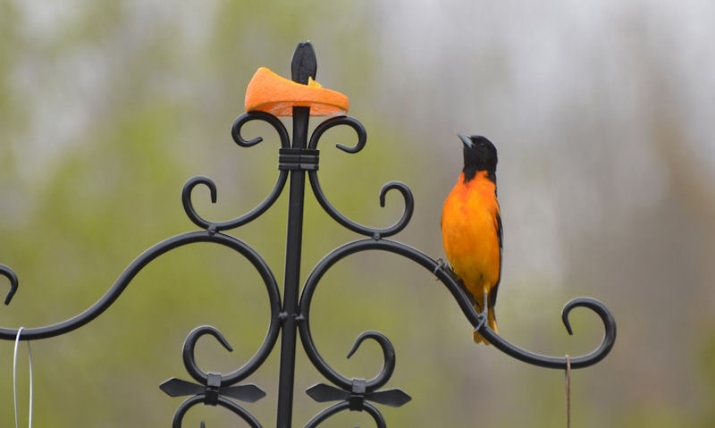 Baltimore Oriole perching tall on top of bird feeder pole, looking at impaled orange slice