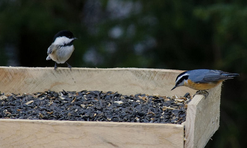 Red-breasted Nuthatch, Black-capped Chickadee perched on rim of platform feeder