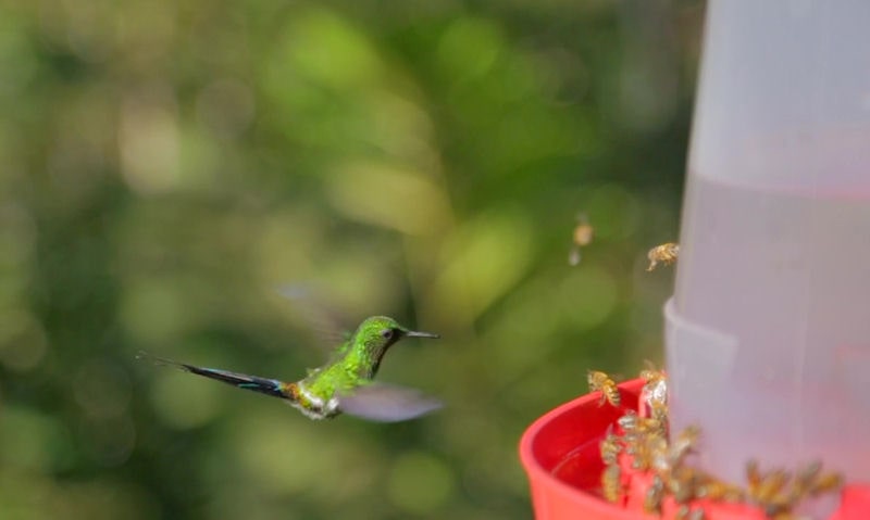 Hummingbird feeder with bees all over, as hummingbird hovers nearby