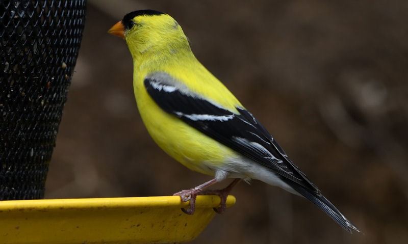 American Goldfinch perched on yellow seed tray of thistle bird feeder