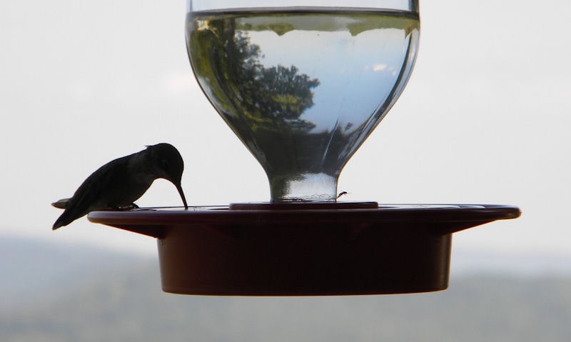 Why are Hummingbird feeders glass