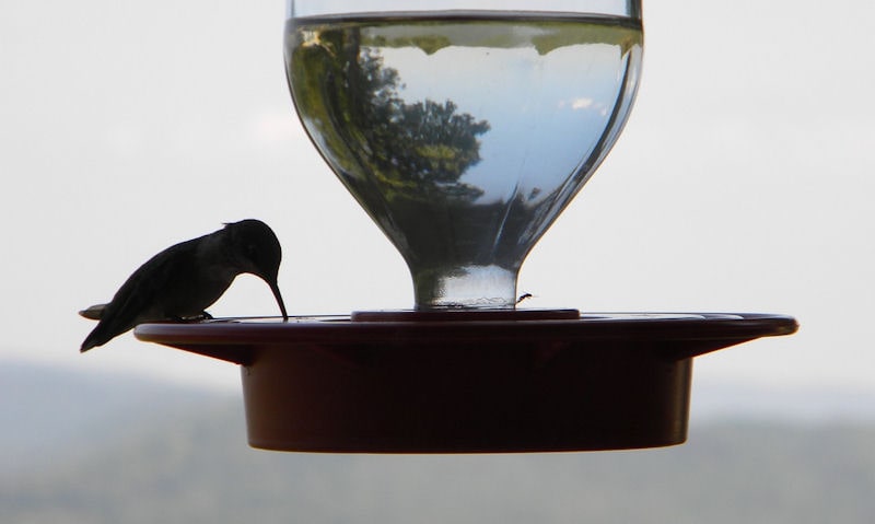 Clear glass bottle hummingbird feeder with hummer perched over