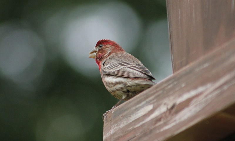 House Finch perched on rim of wooden bird seed feeder