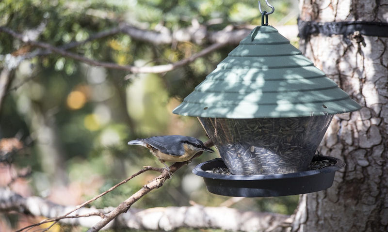 Red-breasted Nuthatch reaching for sunflower seed in panoramic bird feeder