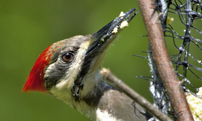 Pileated Woodpecker with suet in bill, pulled out of suet cake in feeder