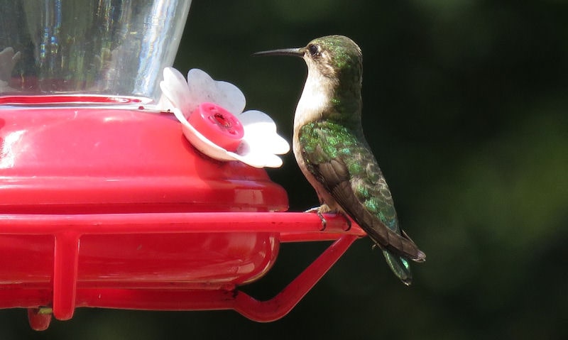 Mold seen around rim of hummingbird feeder port well