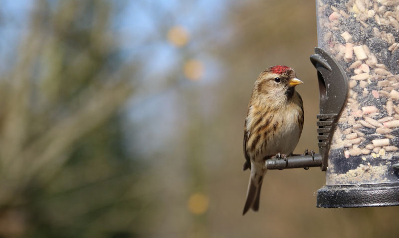 Lesser Redpoll sitting on perch of hanging tube seed bird feeder