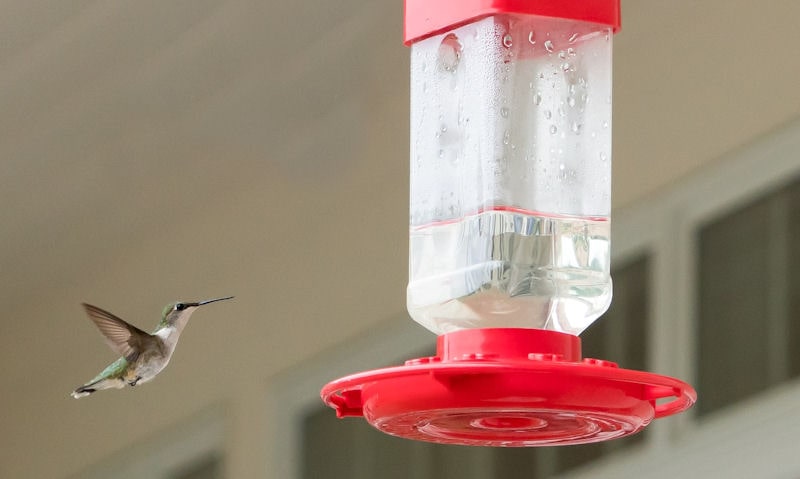 Hummingbird approaching feeder hung under porch