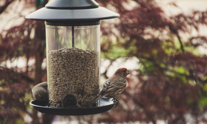 House Finches eating at seed bird feeder hanging outside window