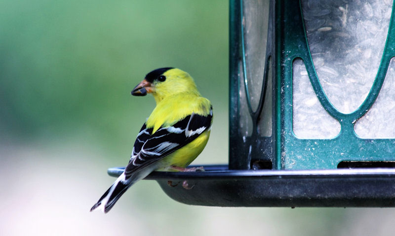 American Goldfinch perched on decorative seed bird feeder spill tray
