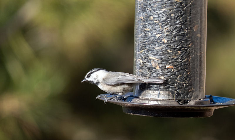 Chickadee resting on perch of hanging clear tube sunflower seed bird feeder