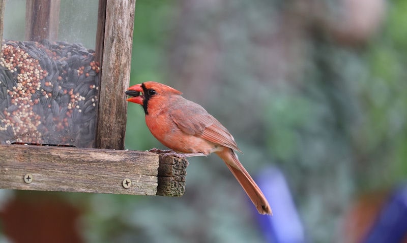 Why would Cardinals stop coming to feeder