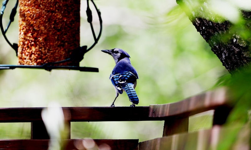 Blue Jay occupies a railing with an eye on a hanging seed feeder