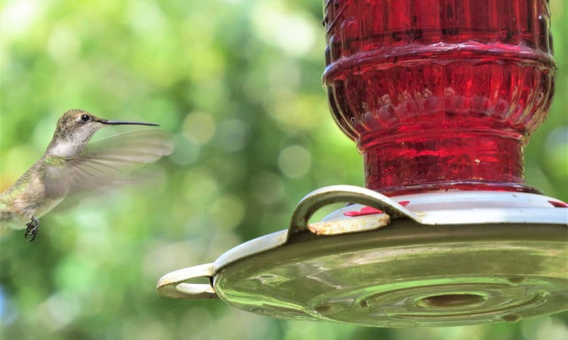 Hummingbird approaching hanging red glass hummingbird feeder in flight