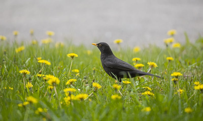 Blackbird foraging on lawn among buttercup daisies