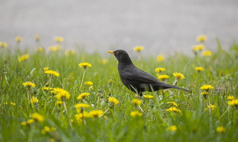 Will birds eat seed off the ground