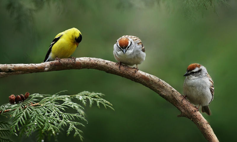 American Goldfinch shares a tree branch with a pair of Sparrows