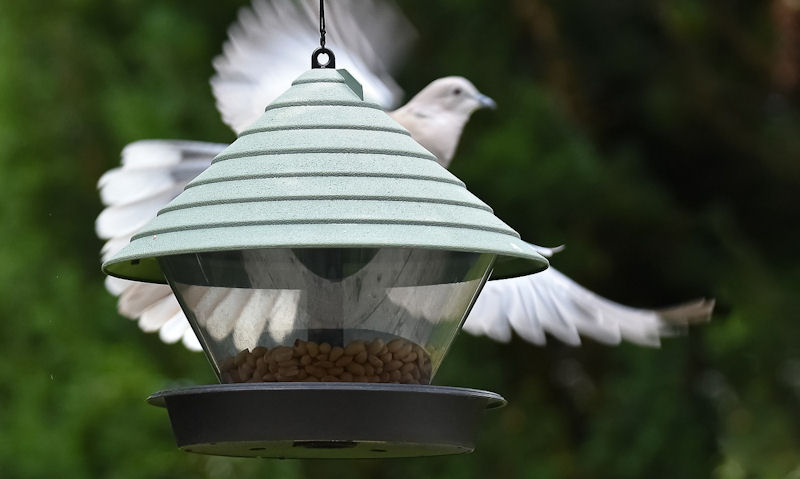Dove attempting to land on clear window hanging seed/nut feeder