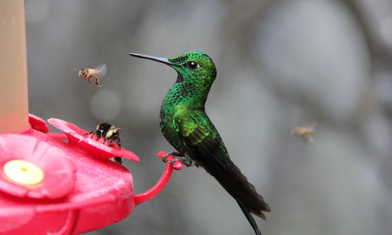 Bee is seen sharing feeder with perched hummingbird