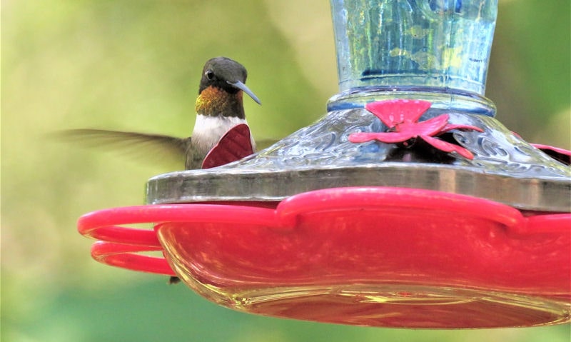 Hummingbird hovering at blue glass hummingbird feeder