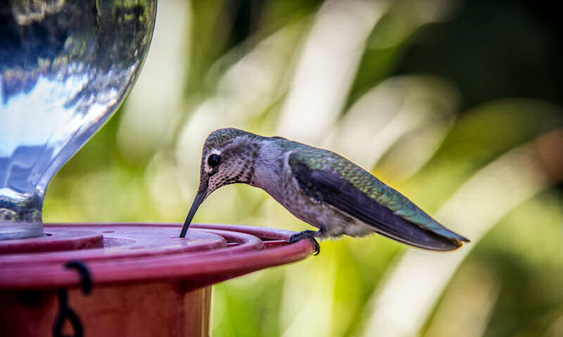 Up close shot of hummingbird perched on blue bottle hummingbird feeder