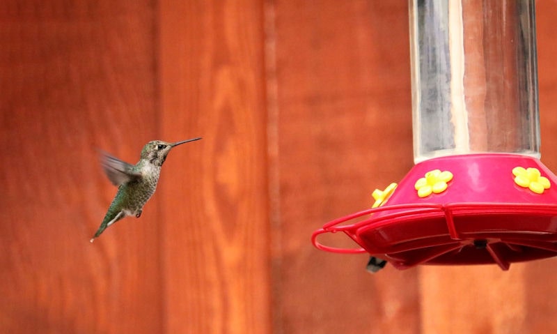 Ruby-throated Hummingbird approaching feeder hung off fence