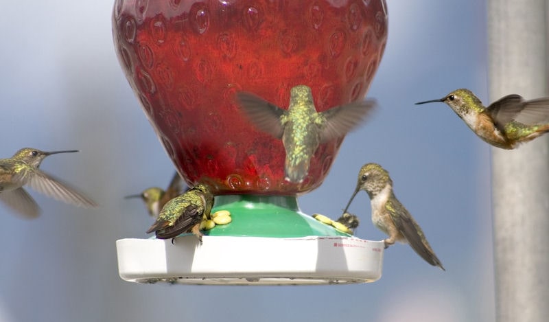 Six hummingbirds seen hovering around hanging feeder