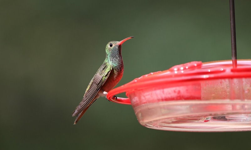 Hummer perched on rim of hanging inverted hummingbird feeder