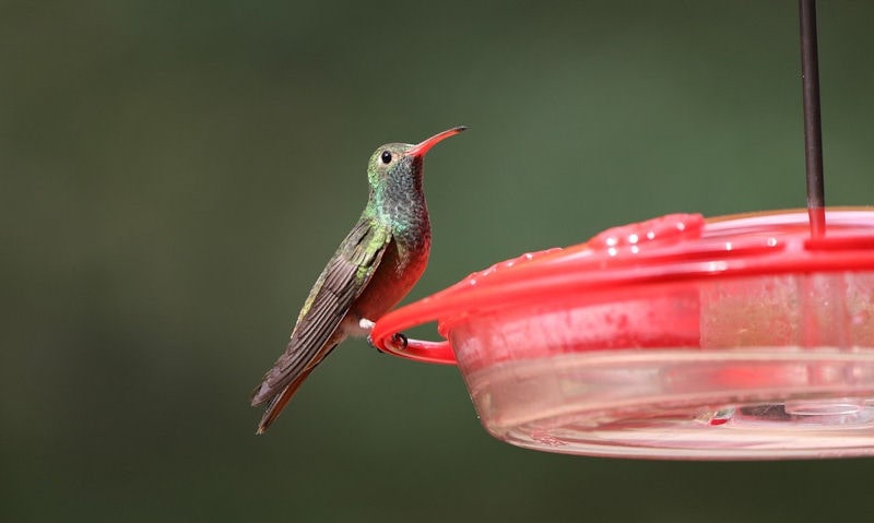 Will Vaseline keep ants off Hummingbird feeder