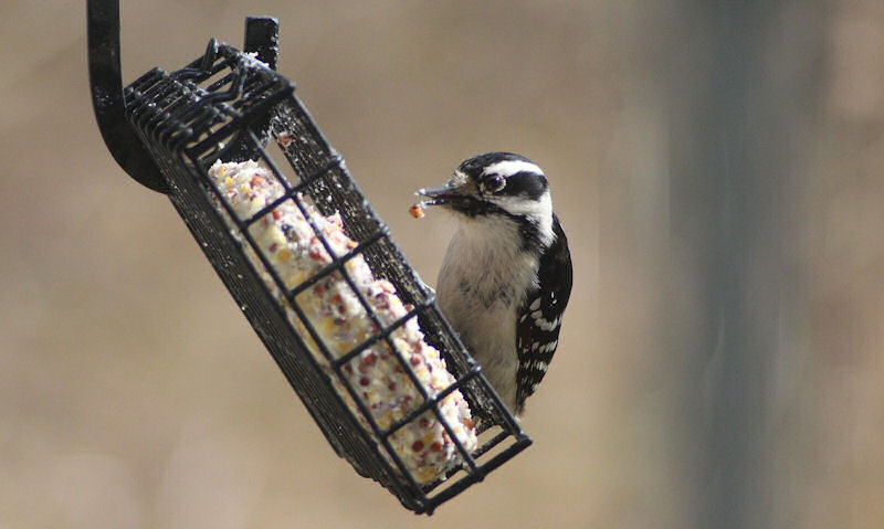 Downy Woodpecker perched on suet feeder with hanging bar visible